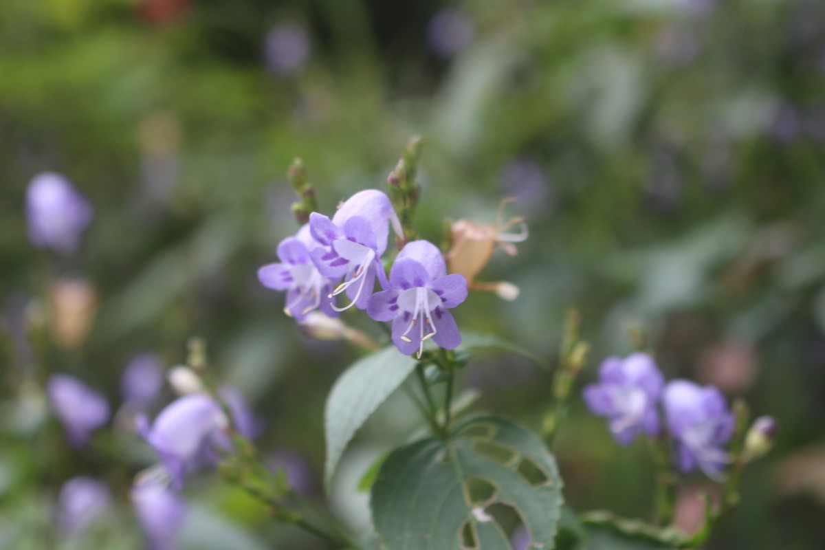 Strobilanthes cordifolia (Vahl) J.R.I.Wood